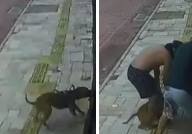 Pitbull solto ataca cão que descansava em casa e tutor foge sem prestar socorro.Veja Vídeo: