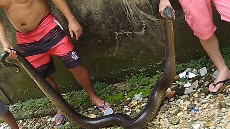Moradores capturam cobra de quase 3 metros presa dentro de tubulação de uma casa.