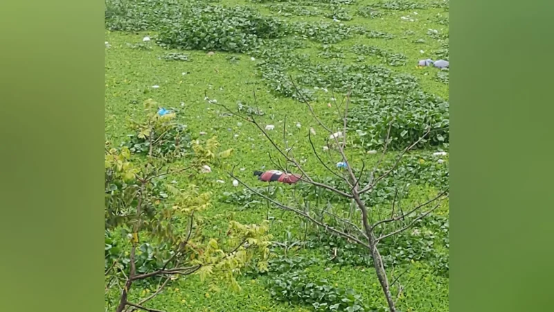 Corpo de homem é encontrado em igarapé de Manaus